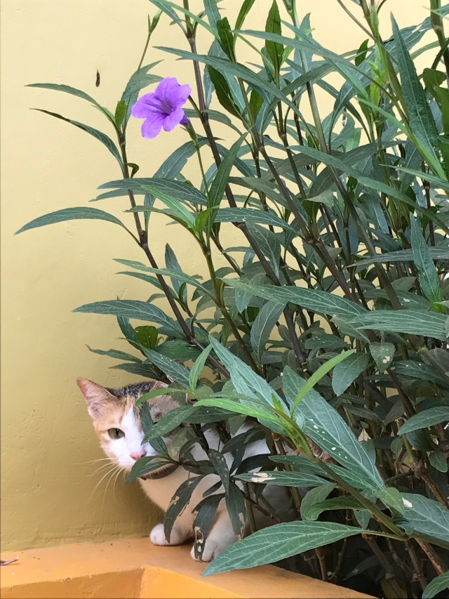Outside cat