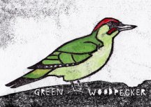 Green+Woodpecker,+British+birds,+pressure+print+by+Molly+Lemon+printmaker