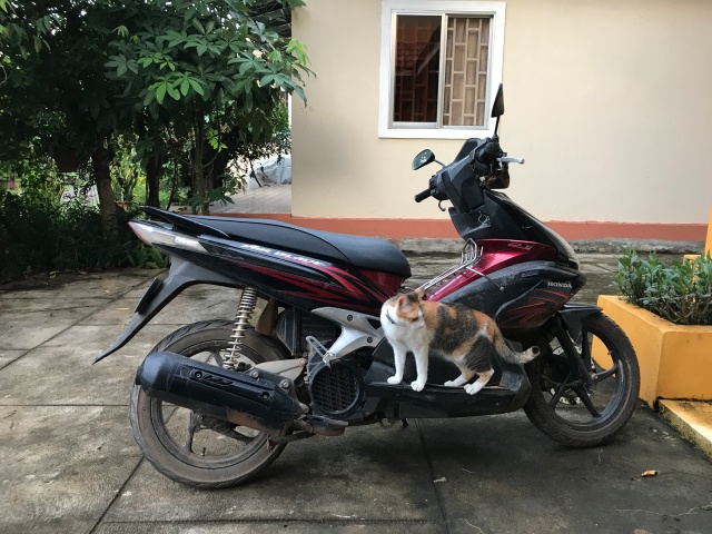 Motorbike Cat